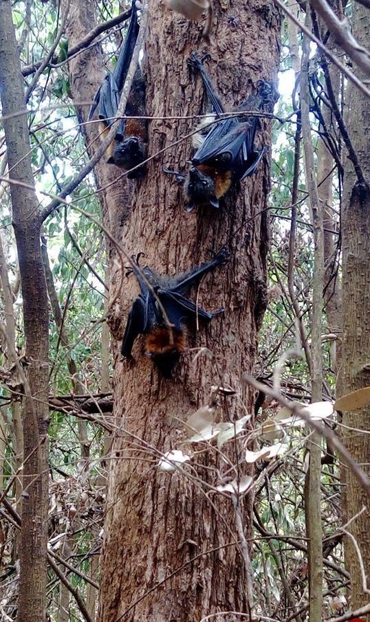 عکس/ ۲۰۰ خفاش در استرالیا بر اثر گرمای شدید هوا پختند