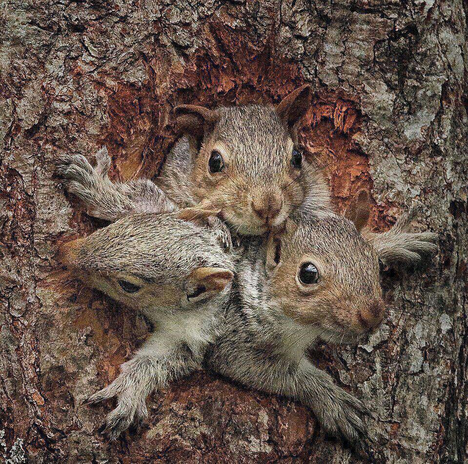 عکس/ لحظه خروج سه نوزاد سنجاب برای اولین بار از لانه خود