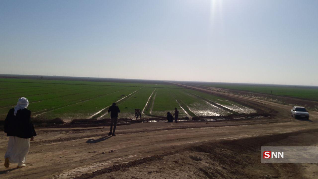 تولید گندم از اراضی بایر خوزستان پس از تجهیز به ۵ و نیم میلیون تن گندم خواهد رسید/ این طرح از زمان ابلاغ مقام معظم رهبری در ۲۰ سال گذشته مسکوت مانده بود
