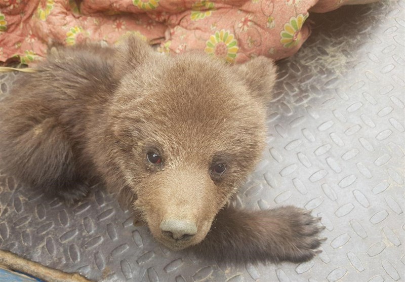 سیلاب یک توله خرس را از مادرش جدا کرد +عکس