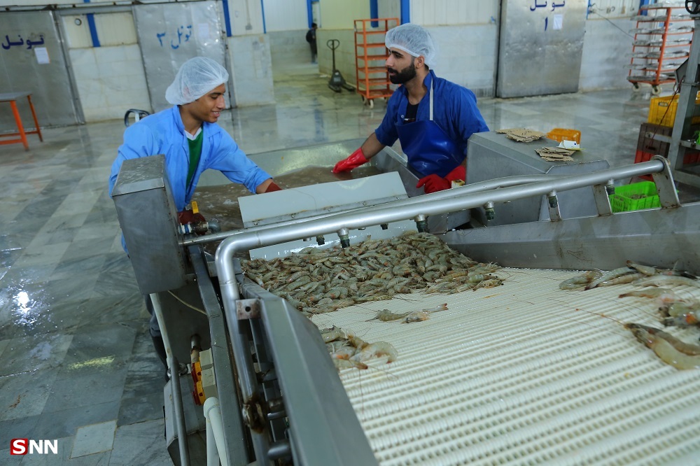 اشتغالزایی در فقیرترین نقطه بوشهر تا صادرات به کشور‌های بزرگ/ کارآفرینی که ۱۵۰ نفر را با تولید میگو صاحب شغل کرد