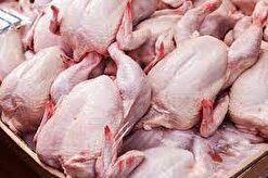 فراخوان تولید گوشت مرغ/ ذخایر شرکت پشتیبانی امور دام کشور از تولید داخل تامین می‌شود