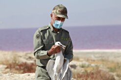 حلقه گذاری بیش از یک هزار پرنده در زیستگاه‌های آذربایجان غربی آغاز شد