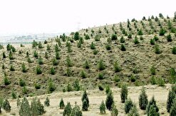 طرح ملی کاشت یک میلیارد درخت در گیرودار بروکراسی اداری استان اصفهان