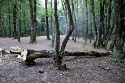 احتمال سرنگونی درختان خشک در پارک‌های جنگلی گلستان