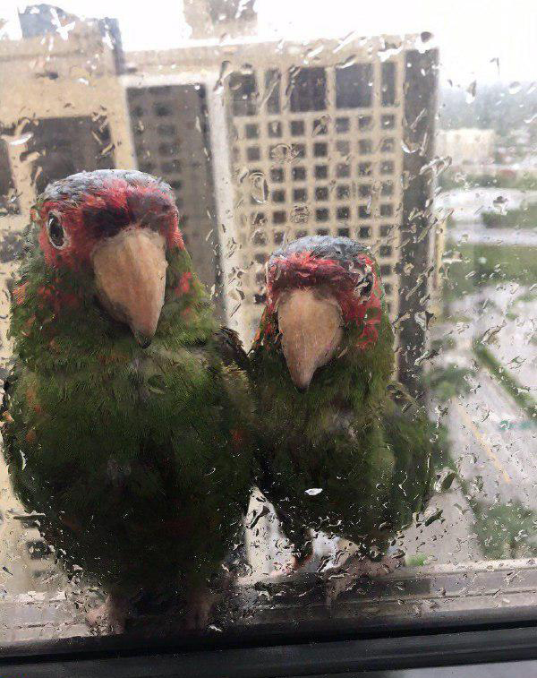 عکس/ فرار دو طوطی از طوفان ایرما و پناه گرفتن پشت پنجره هتل