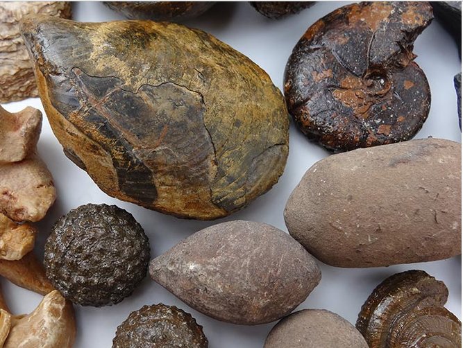 کشف باستانی‌ترین فسیل جهان با قدمتی ۶۰۰ میلیون ساله