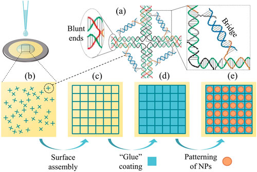 الگودهی نانوذرات با استفاده از قالب DNA