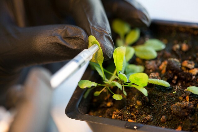 گیاهان ابرقدرت با نانومواد تولید شد
