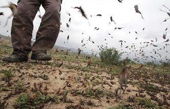 گزارش ملخ‌ها /// ||| هجوم میلیونی ملخ به اراضی کشاورزی در ایران/ یکی از راه‌های مقابله با ملخ‌ها سمپاشی هوایی است