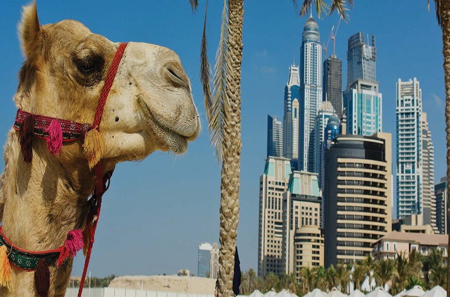 فیلم| مسابقات «پرش از روی شتر» در امارات/ لگد شتر به قهرمان!