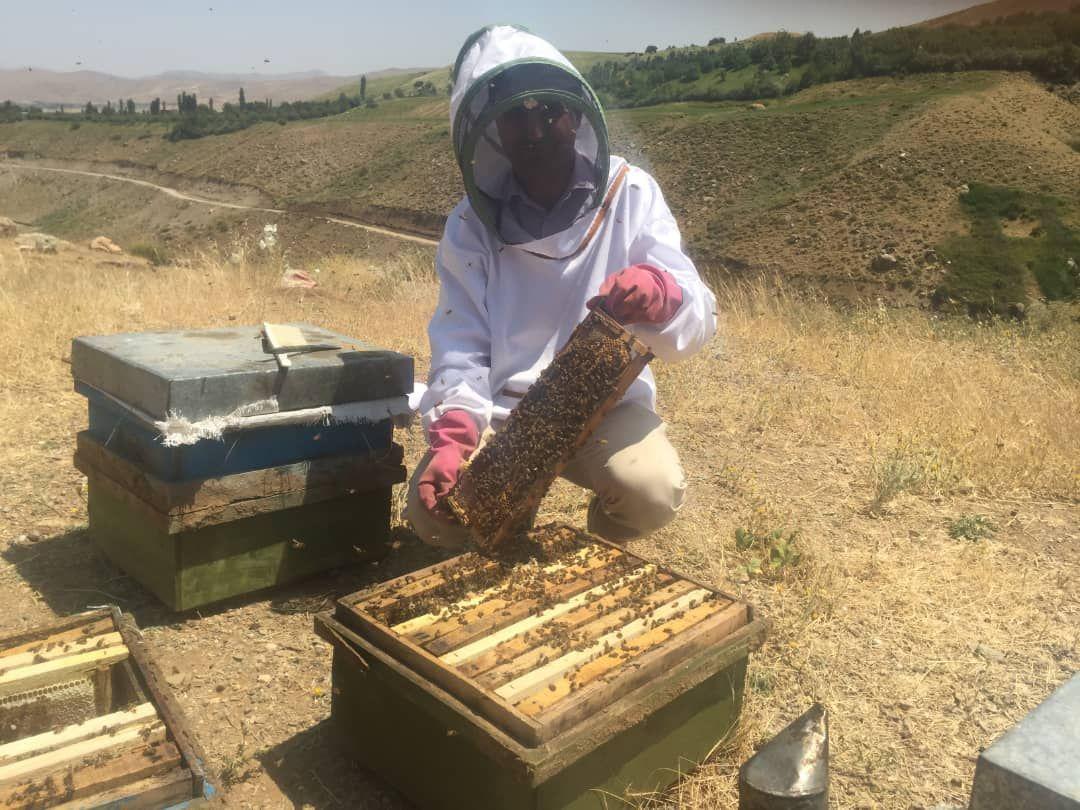 پرورش زنبورعسل در دانشگاه ارومیه