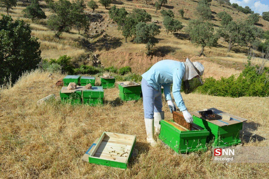 ایجاد ۹۰ هزار شغل جدید روستایی توسط بنیاد برکت