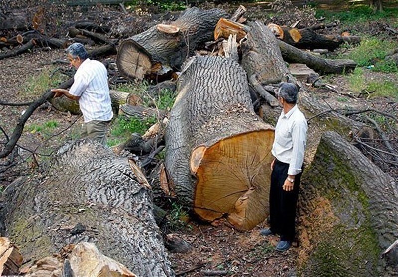 گزارش عید 23//مرگ خاموش جنگل های ایران