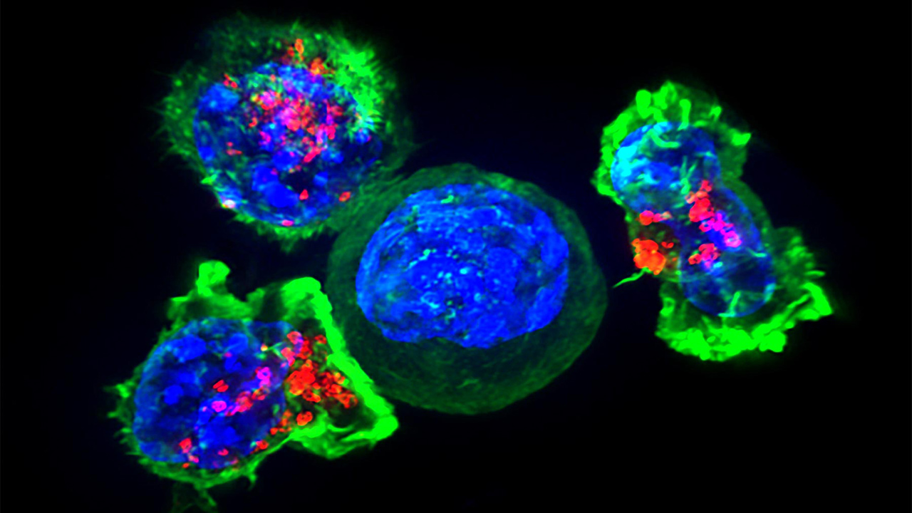 محققان با استفاده از نانوذرات ابزاری برای مقابله با سرطان یافتند