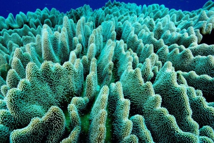 کشتی اقیانوس پیما زیستگاه‌های اصلی مرجان‌های منزوی را پیدا کرد/ حفاظت از گونه‌های نزدیک به تهدید‏ دریایی