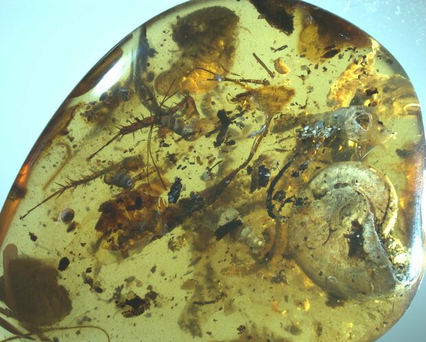 کلکسیونی از حشرات در یک کهربای باستانی/ موجودات ۹۹ میلیون ساله  دریایی کشف شد