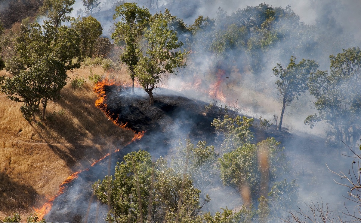 15 هکتار از جنگل های فراشبند در آتش سوخت