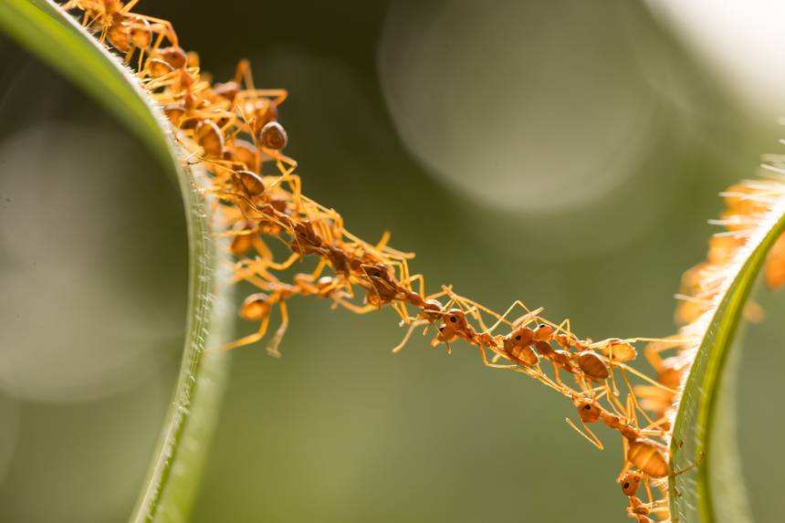 محققان با الهام از مورچه‌ها، مدار‌های الکترونیکی شکسته شده را ترمیم کردند