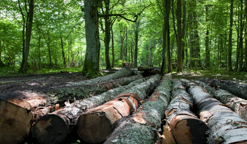 مافیای چوب باعث بیکاری ۳۵۰۰ نفر در مازندران شده است / کشاورزان چوب‌های درختان خود را برای سود بیشتر می‌فروشند