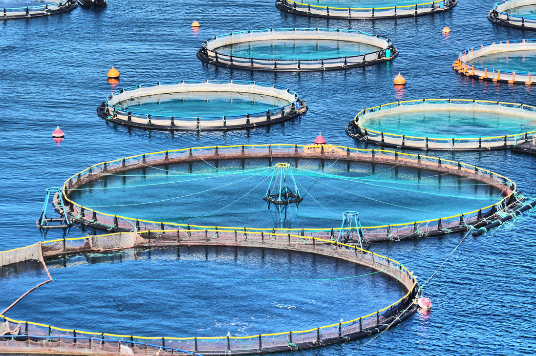 توسعه صنعت پرورش ماهی در قفس اجرایی می‌شود