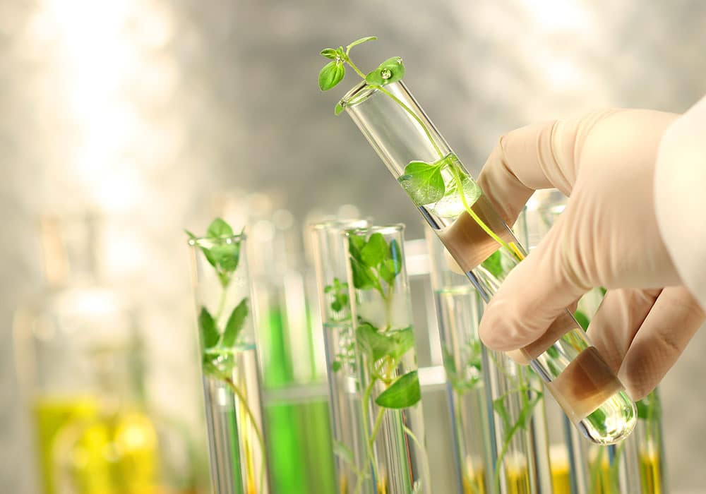 امکان اندازه‌گیری ترکیبات مفید درون گیاهان با فناوری نانو محقق می‌شود