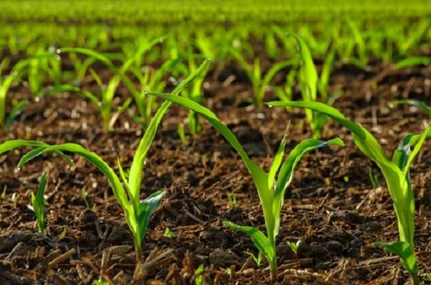 هندی‌ها دستورالعمل ایمنی نانومحصولات کشاورزی را تدوین کردند