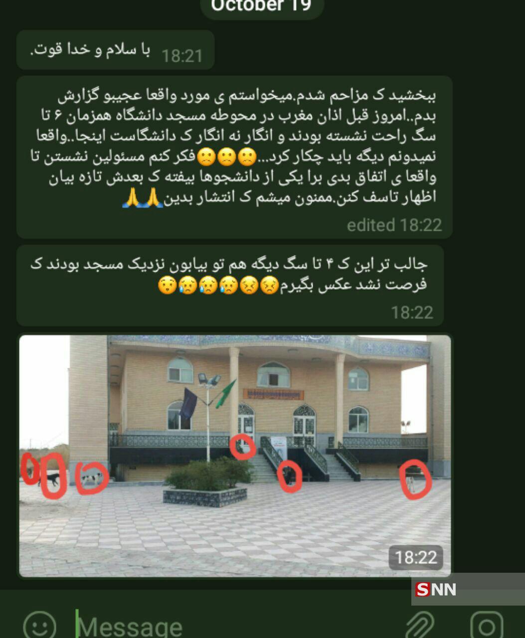 گزارش// هم زیستی دانشجویان دانشگاه علوم پزشکی کرمان و سگ های ولگرد/ چرا مسئولین برای حذف سگ های ولگرد کاری نکرده اند؟