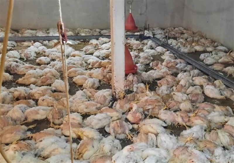 عملکرد قطره چکانی دادستانی سمنان در برخورد با عاملان تلف شدن مرغ‌های ۴۰ روزه