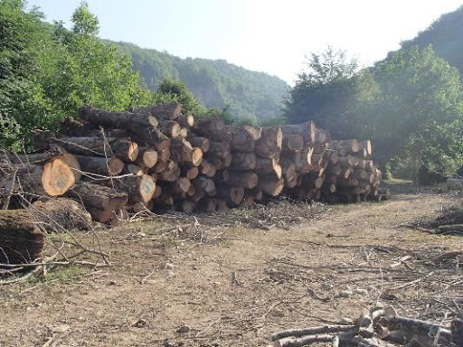 هزاران درخت بلوط به بهانه احداث جاده یاسوج به سی سخت ریشه‌کن شدند/ حال ریه‌های ایرانت خوب نیست