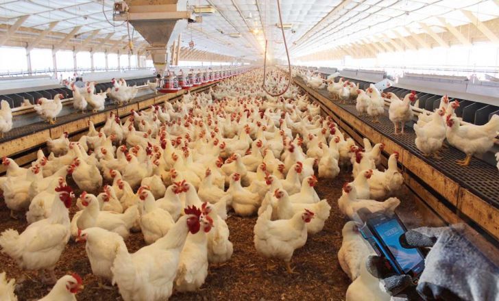 تولیدکنندگان گوشت مرغ به دلیل عدم حمایت دولت و وجود مافیا ضرر و زیان های زیادی دیده اند