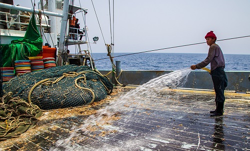 //آخرین وضعیت صید ترال در آب‌های خلیج فارس / توقیف شناور‌های در هرمزگان همچنان ادامه دارد
