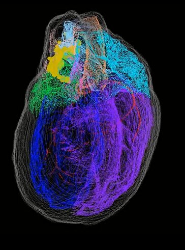 رونمایی از اولین نقشه سه‌بعدی از عصب‌های قلب / از مغزِ قلب چه می‌دانید؟