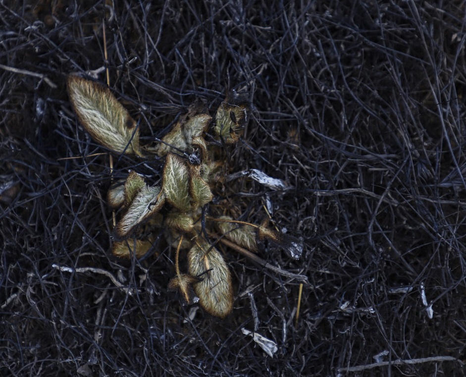 تراژدی غم انگیز برای زاگرس/ محاصره گونه‌های گیاهی و جانوری در میان حلقه‌های آتش