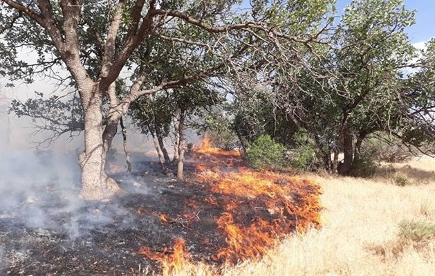 جنگل‌های زاگرس طعمه حریق آتش بی توجهی مسئولین شد / مهار آتش سوزی دمچنار با دستان خالی زنان وکودکان