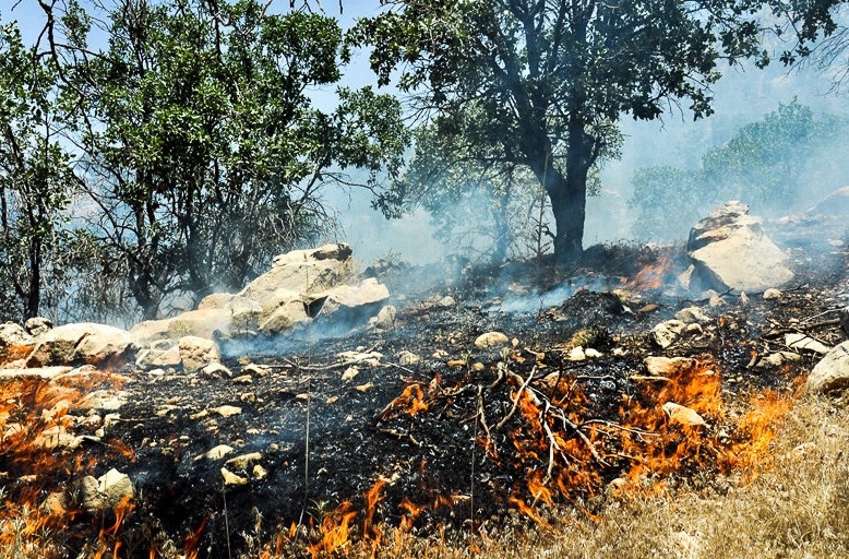 آیا آتش سوزی‌های جنگل‌های کهگیلویه و بویر منشاء انسانی دارد؟ / البرزی که سوخت تا زاگرس زنده بماند!