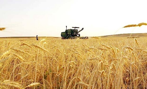 زنگ خطر برای امنیت غذایی با افزایش بهای گندم در بازار‌های جهانی / قاچاق گندم به خارج با خرید تضمینی ۴ هزار تومانی!