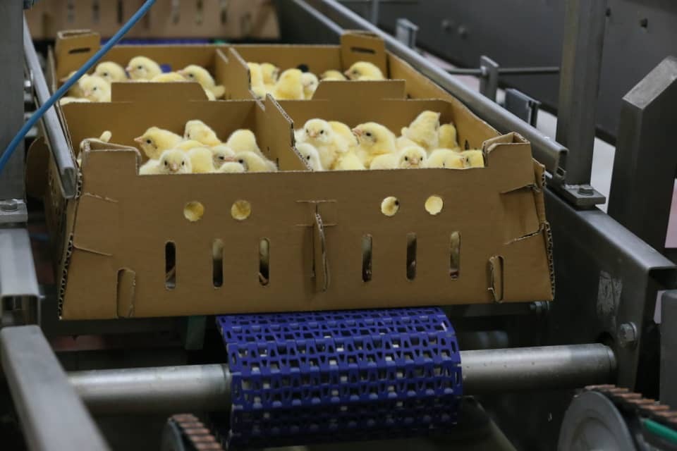 ورود اولین گله جوجه یک‌روزه تولید داخل مرغ آرین به بازار کشور پس از ۱۵ سال