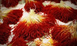 تأثیر عصاره گلبرگ و پرچم زعفران در جلوگیری از رشد سلول‌های سرطانی
