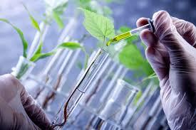 نفوذ فناوری‌های نوین به صنعت تولید و فرآوری گیاهان دارویی افزایش می‌یابد