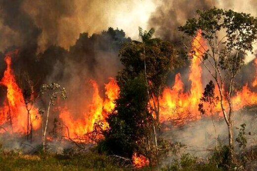 آتش سوزی جنگل‌های زاگرس عمدی یا سهوی؟ / نگرانی فعالان محیط زیست برای شش‌های کشور