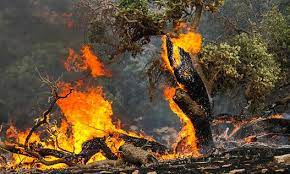 تیتر فردا// آتش سوزی جنگل‌های زاگرس عمدی یا سهوی؟ / نگرانی فعالان محیط زیست برای شش‌های کشور