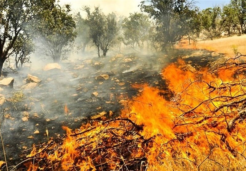 خسارت جبران ناپذیر آتش بر جنگل‌های گچساران/ گرمای ۵۰ درجه کنترل آتش را با کُندی مواجه کرد