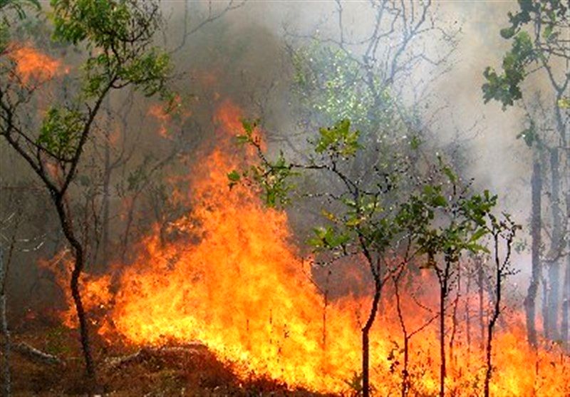 خسارت جبران ناپذیر آتش بر جنگل‌های گچساران/ گرمای ۵۰ درجه کنترل آتش را با کُندی مواجه کرد