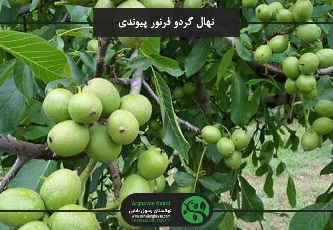 خرید نهال گردو پیوندی سودآوری بیشتری دارد؟ ( معرفی بهترین نوع نهال گردو پیوندی)