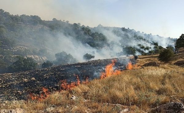 آتش سوزی‌های سریالی دامن جنگل‌های زاگرس را هم گرفت / مهار آتش با تلاش نیرو‌های امدادی و مردمی