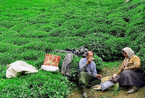 تجار به دنبال صادرات ارزان چای ایرانی