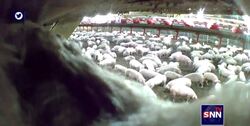 انتشار تصاویر مخفی از مزارع آیووا سلکت (هشتمین تولیدکننده بزرگ گوشت خوک آمریکا)