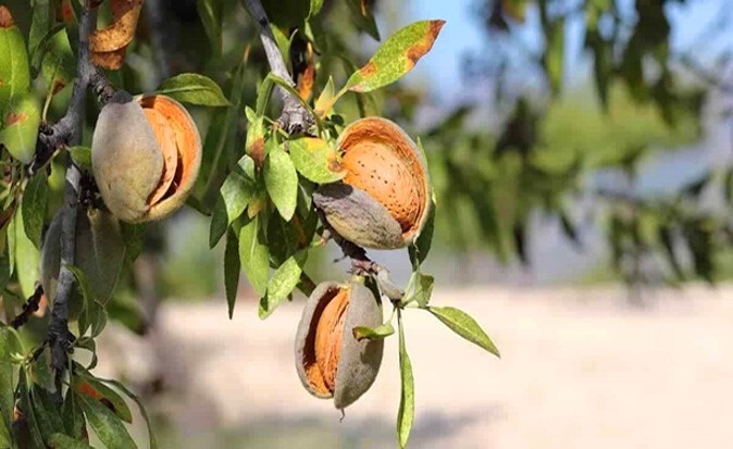 فروش پرسودترین نهال‌های گردو و بادام در ایران