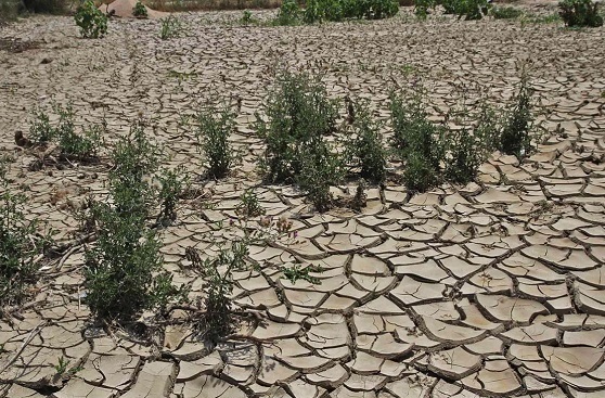 از پیگیری پرونده‌های زیست محیطی تا خطر خشکسالی/مروری بر پرونده‌های استانی